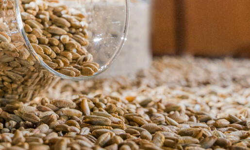 birra come si fa? Il malto